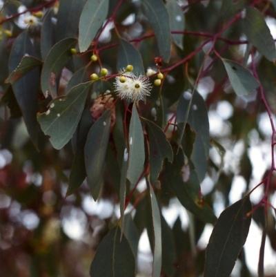 Eucalyptus melliodora