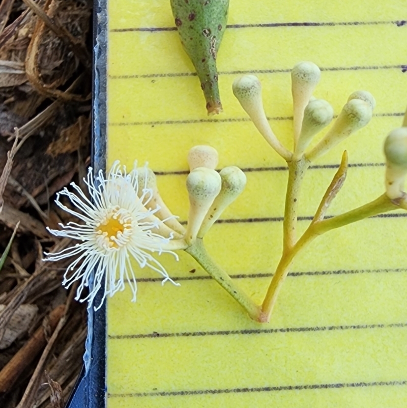 Eucalyptus microcorys