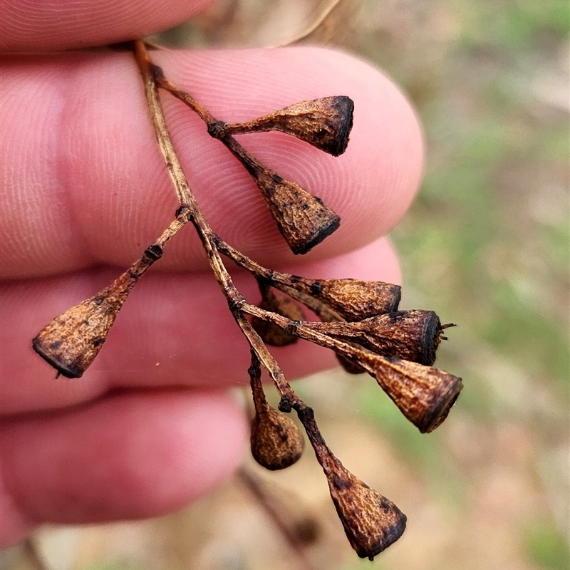 Eucalyptus microcorys