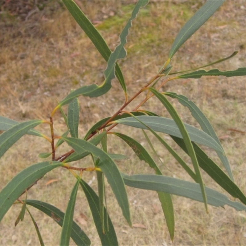 Eucalyptus moorei