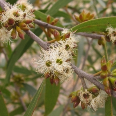 Eucalyptus moorei