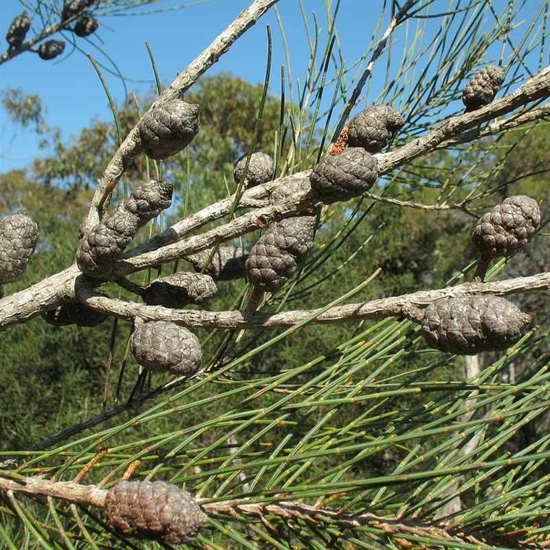 Allocasuarina distyla