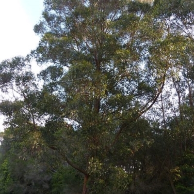 Eucalyptus muelleriana