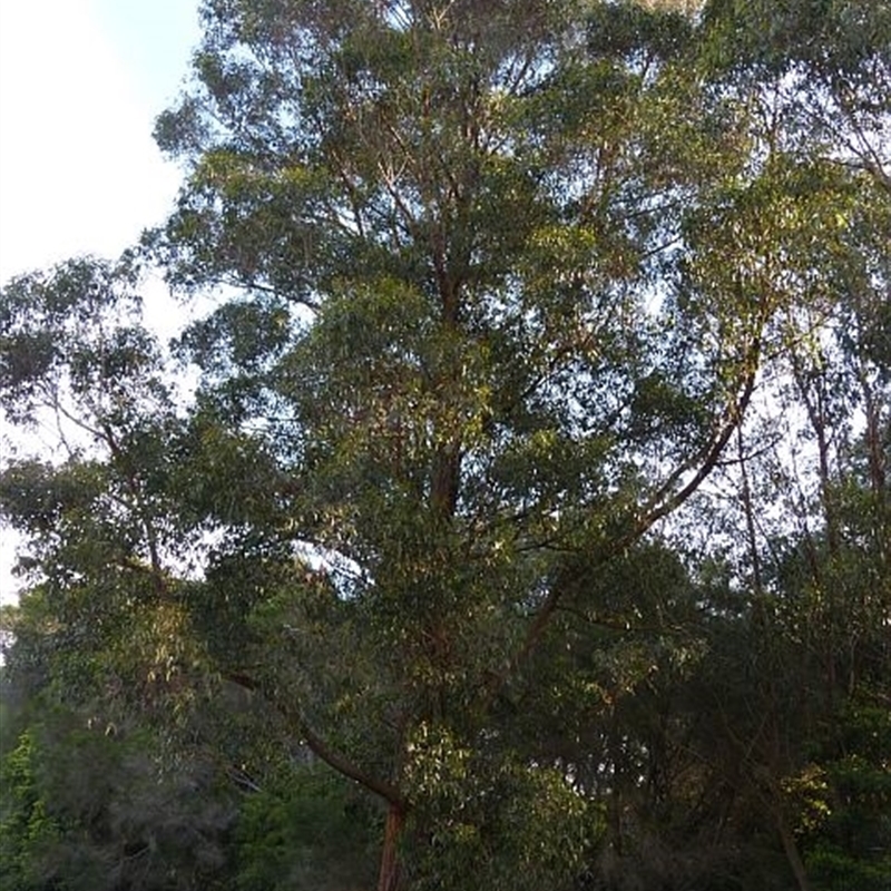 Eucalyptus muelleriana