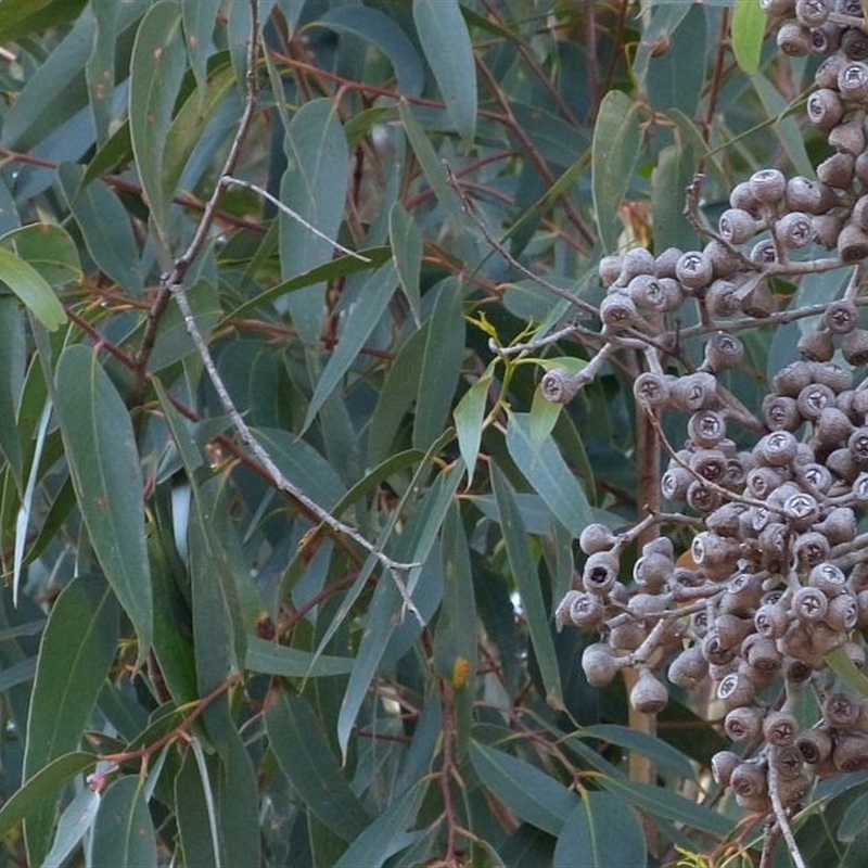 Jackie Miles, Bournda