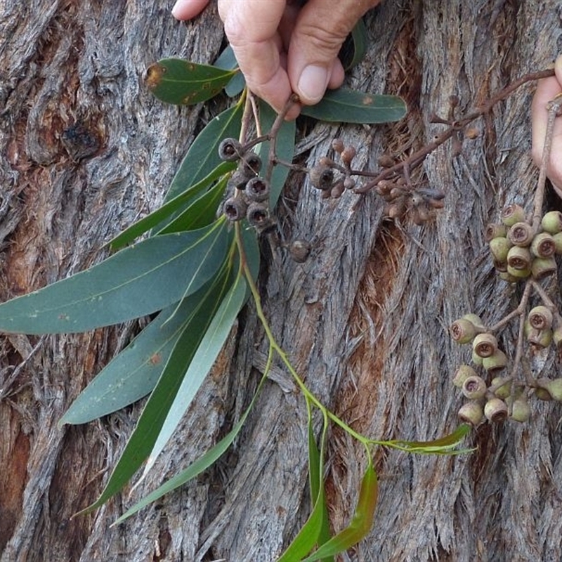 Eucalyptus muelleriana