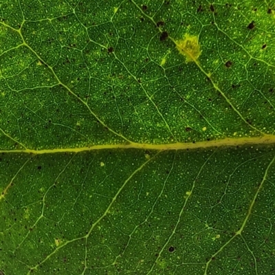 Eucalyptus neglecta