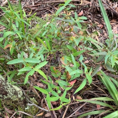 Eucalyptus nitens