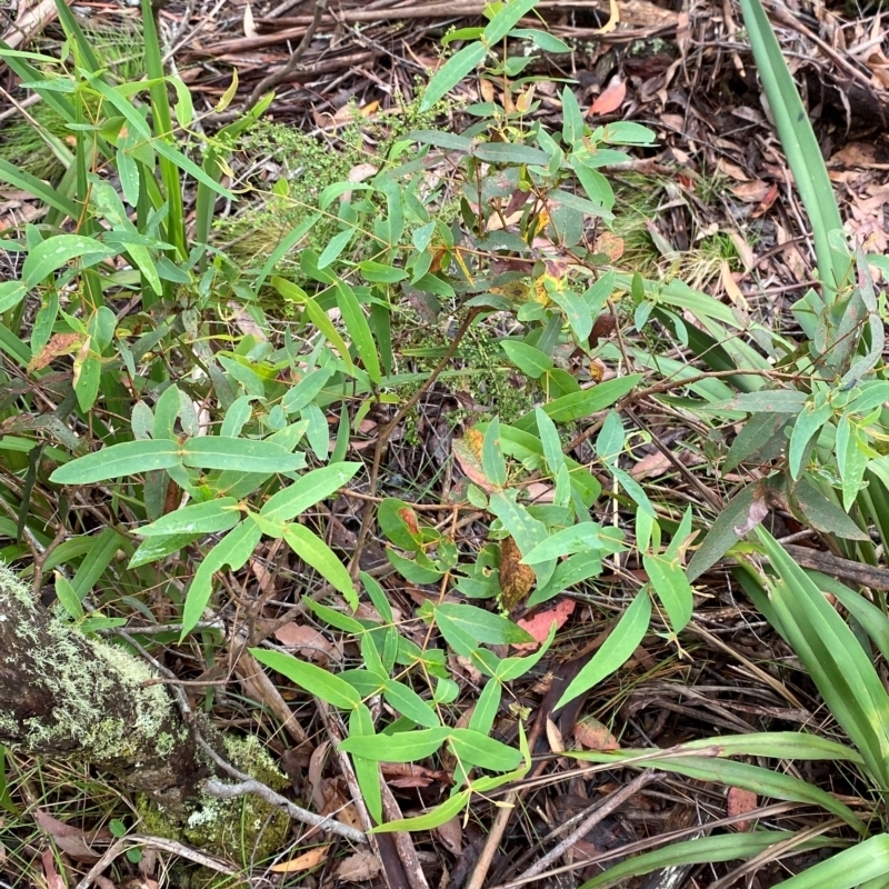 Eucalyptus nitens