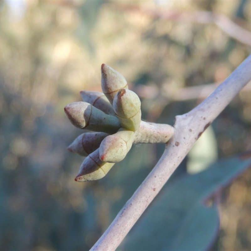 Eucalyptus nortonii