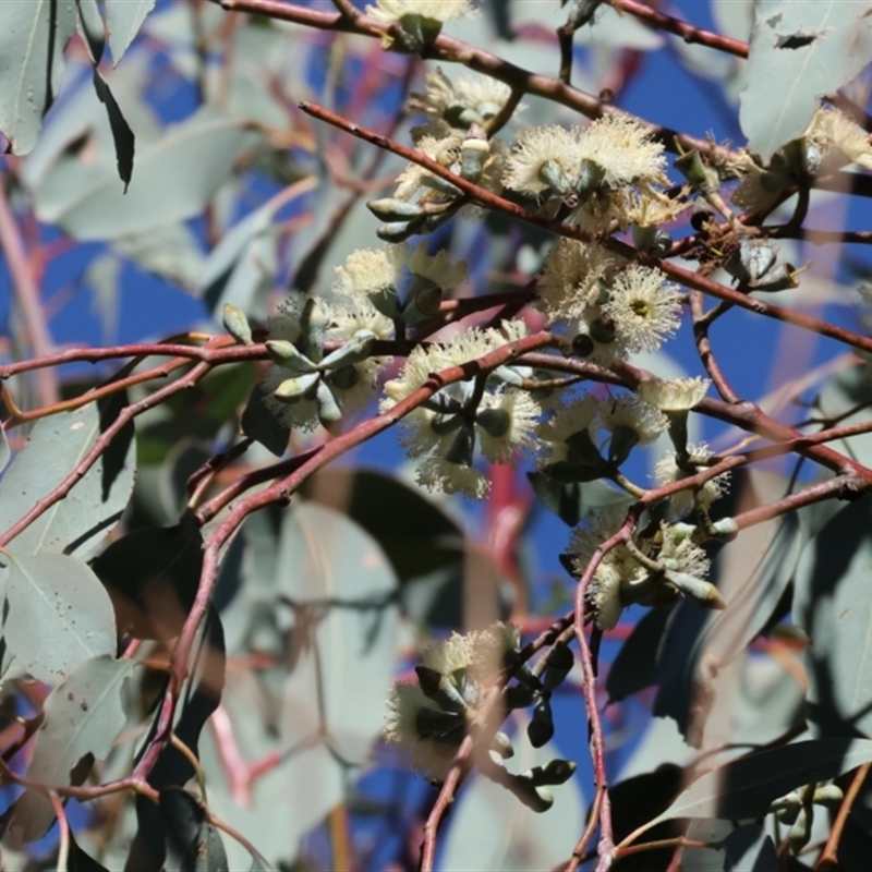 Eucalyptus nortonii