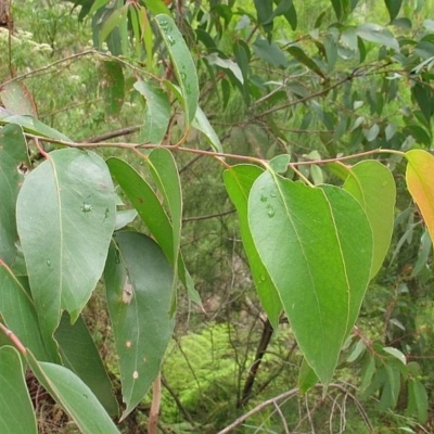 Jackie Miles, juvenile foliage