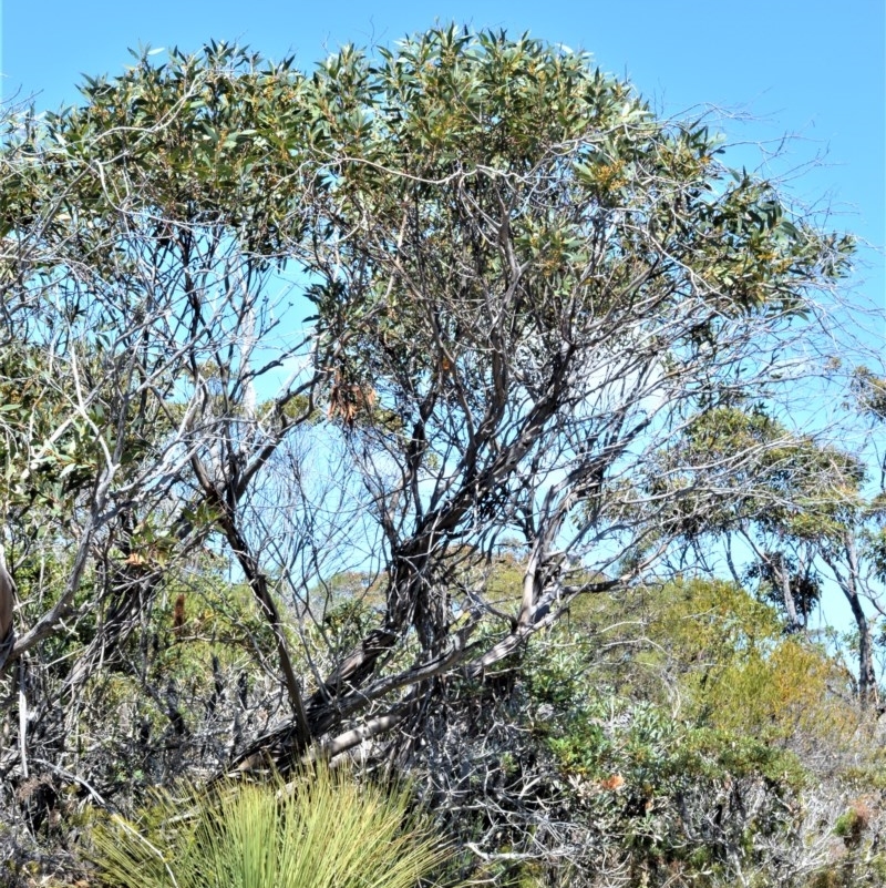 Eucalyptus obstans