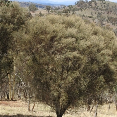 Allocasuarina littoralis