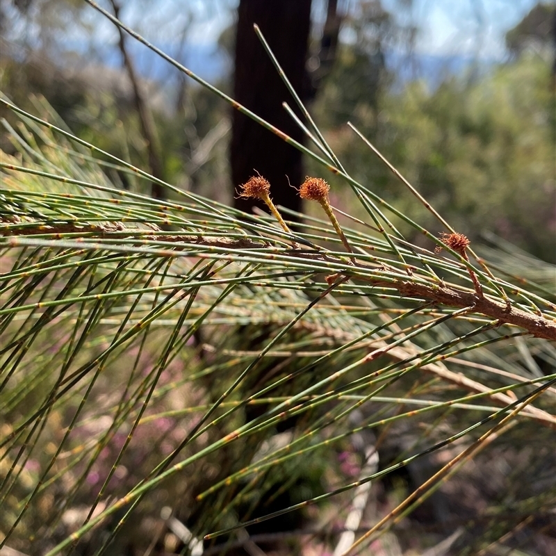 Allocasuarina littoralis