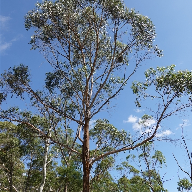 Eucalyptus ovata