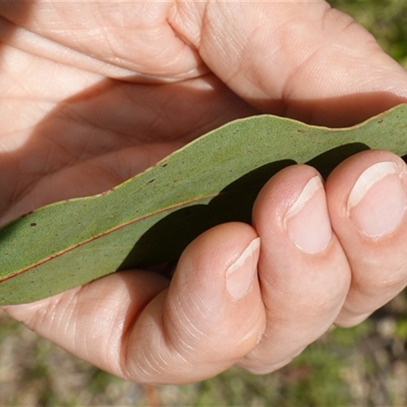 Eucalyptus ovata