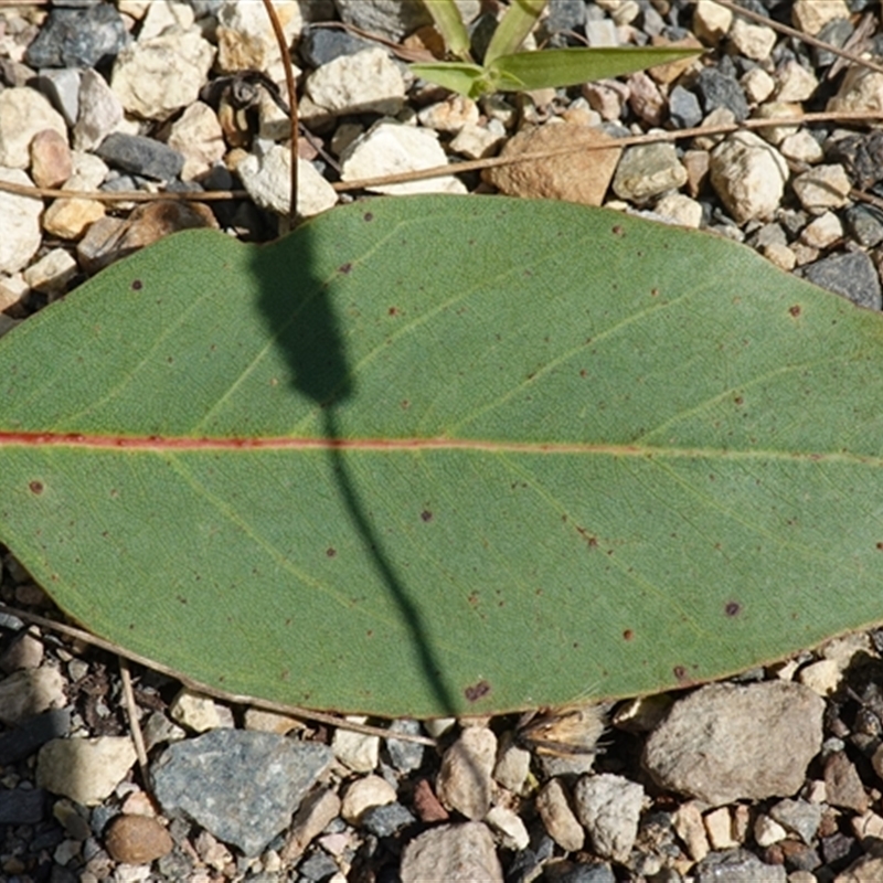 Eucalyptus ovata