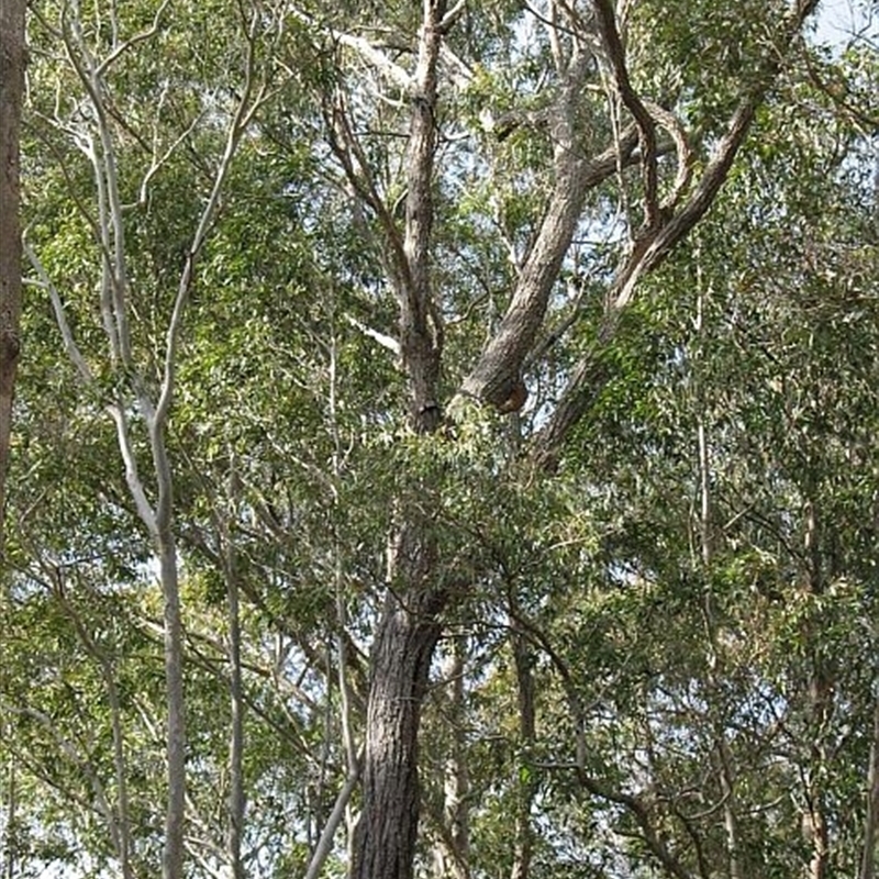 Eucalyptus paniculata