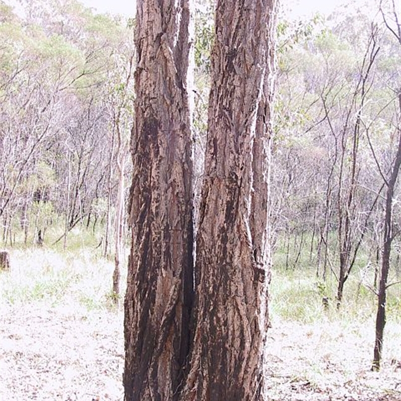 Eucalyptus paniculata