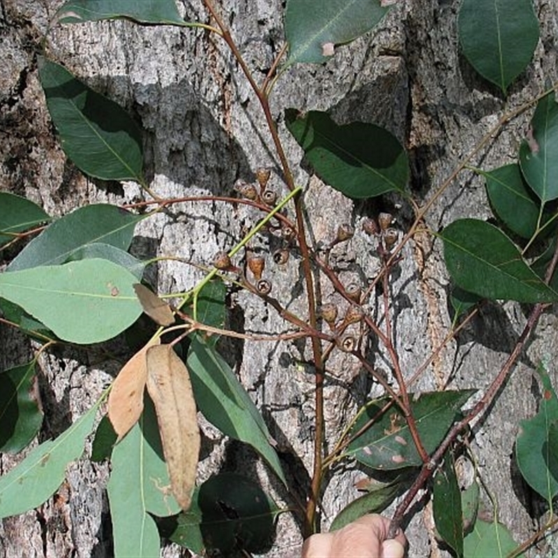 Eucalyptus paniculata