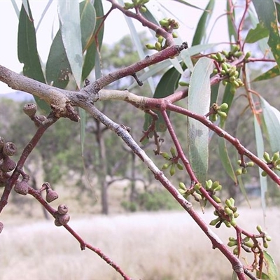 Eucalyptus pauciflora