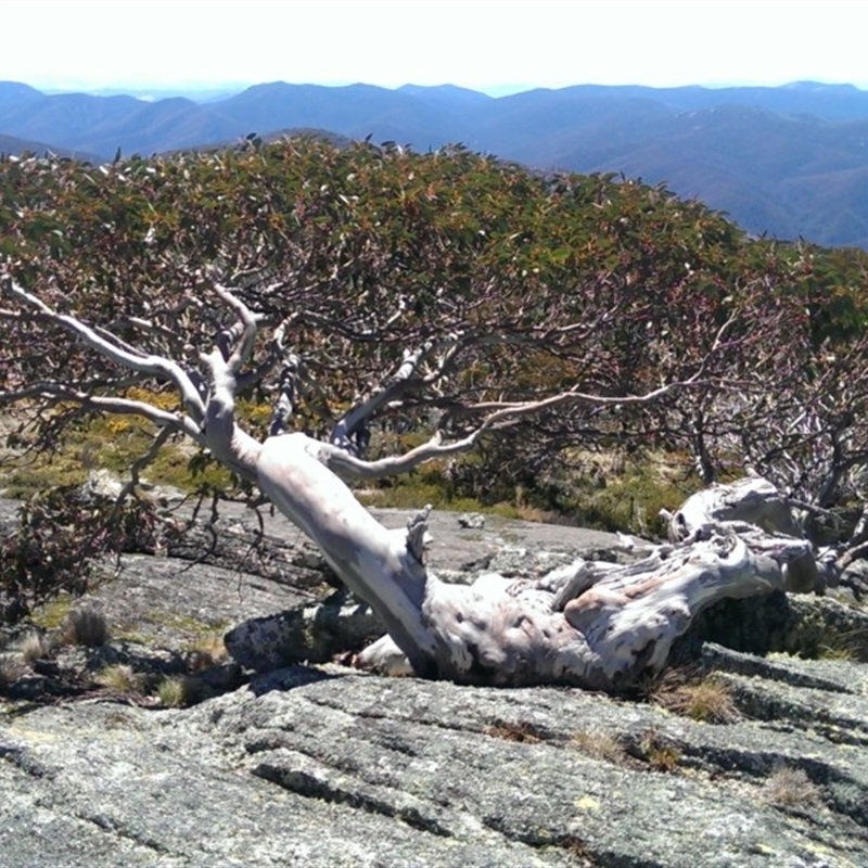 Eucalyptus pauciflora subsp. debeuzevillei