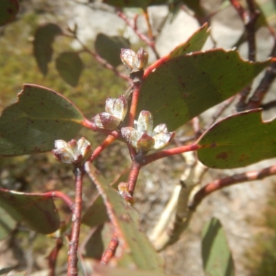 Eucalyptus pauciflora subsp. debeuzevillei