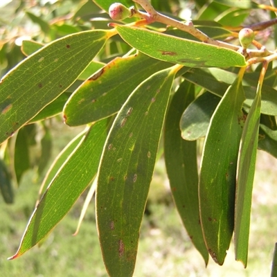 Eucalyptus pauciflora subsp. niphophila