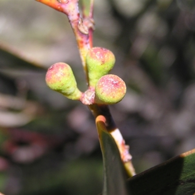 Eucalyptus pauciflora subsp. niphophila