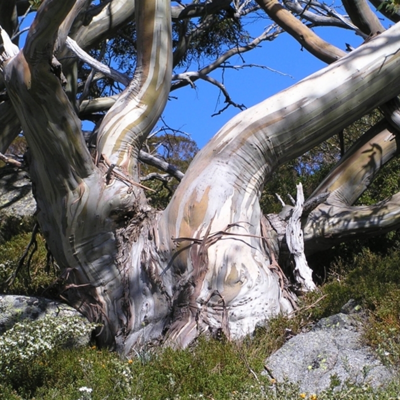 Eucalyptus pauciflora subsp. niphophila