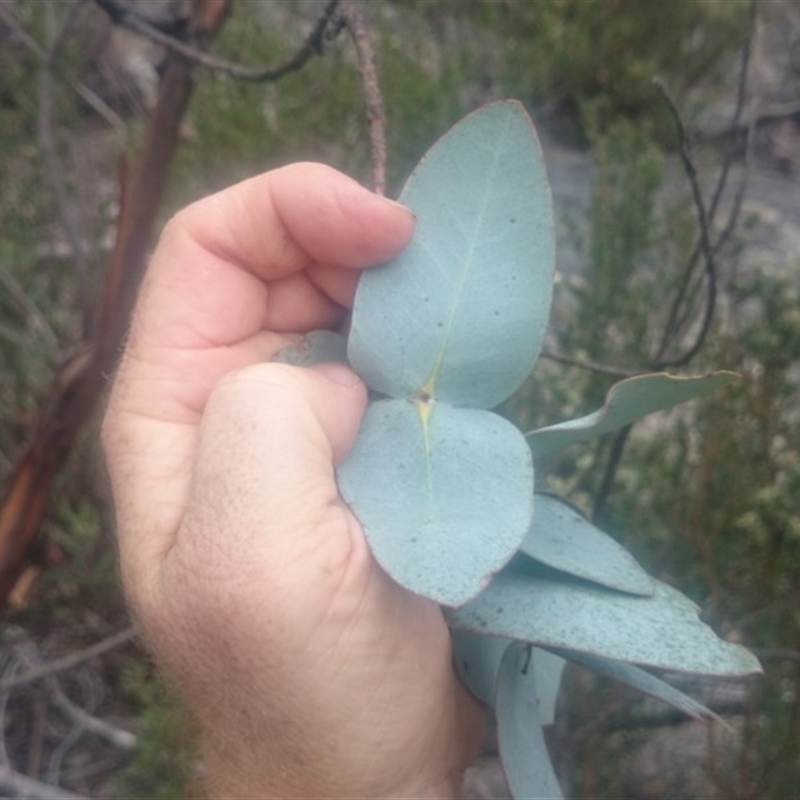 Eucalyptus perriniana