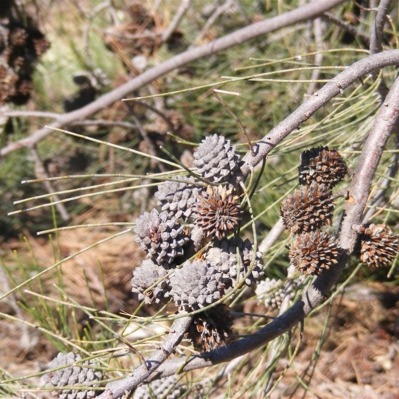 Allocasuarina luehmannii