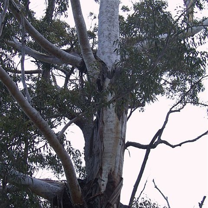 Eucalyptus pilularis