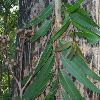 Eucalyptus pilularis