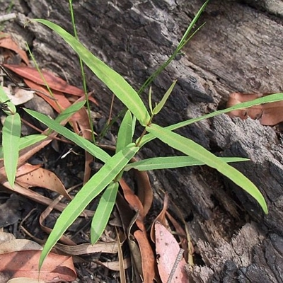 Eucalyptus pilularis