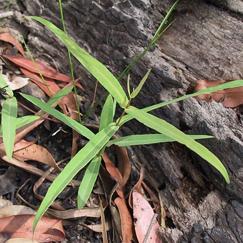 Eucalyptus pilularis