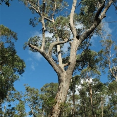 Eucalyptus piperita