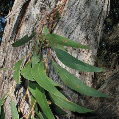 Eucalyptus piperita
