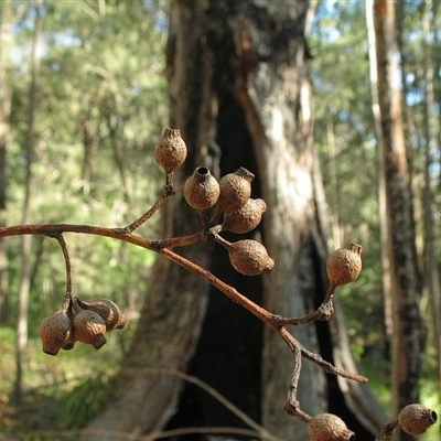 Eucalyptus piperita