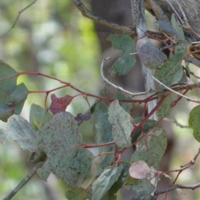Eucalyptus polyanthemos subsp. polyanthemos