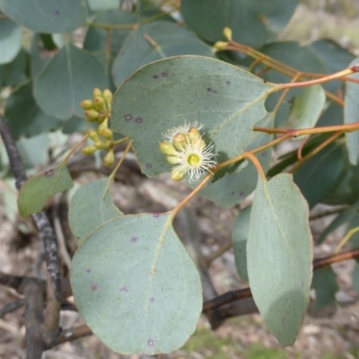 Eucalyptus polyanthemos subsp. vestita
