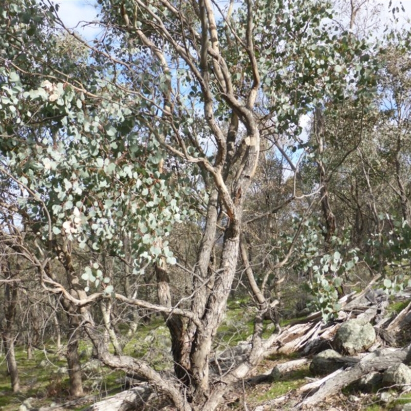 Eucalyptus polyanthemos subsp. vestita