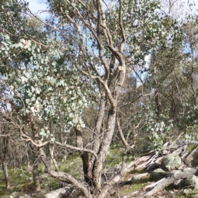 Eucalyptus polyanthemos subsp. vestita