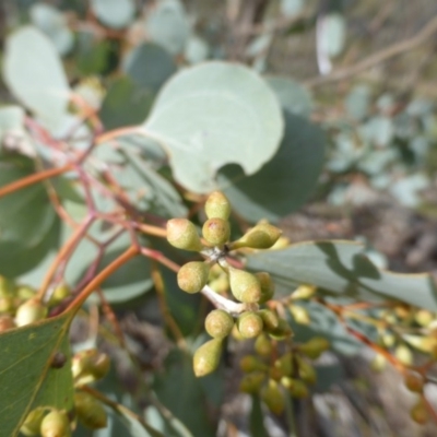 Eucalyptus polyanthemos subsp. vestita