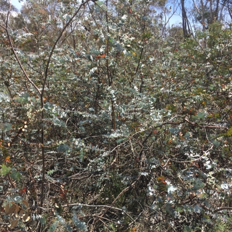 Eucalyptus pulverulenta