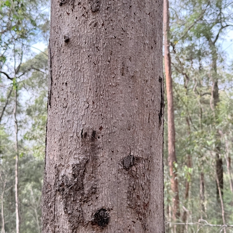 Eucalyptus punctata