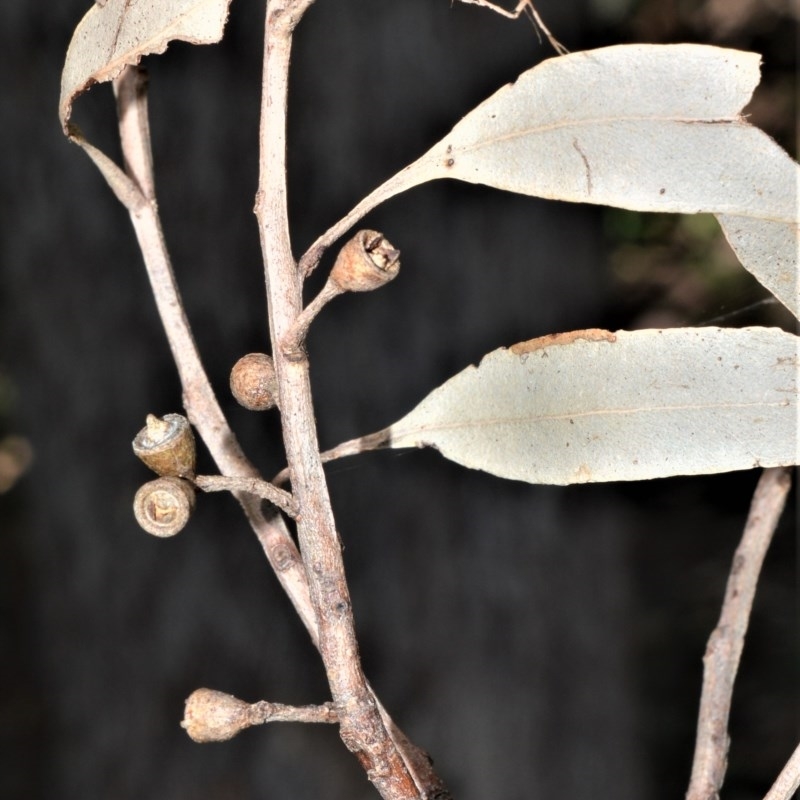 Eucalyptus quadrangulata