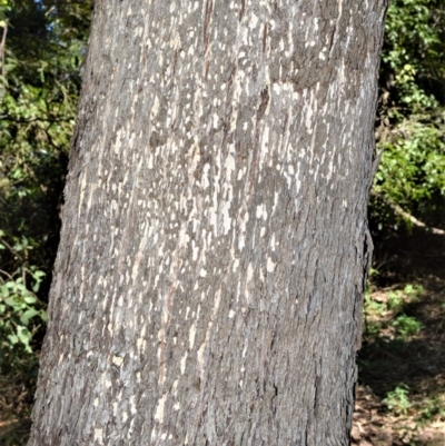 Eucalyptus quadrangulata