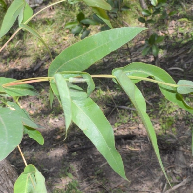 Eucalyptus quadrangulata